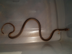 Coniophanes schmidti