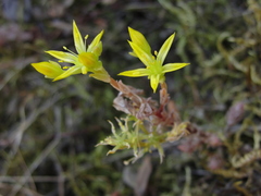 Sedum radiatum radiatum