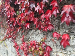 Parthenocissus