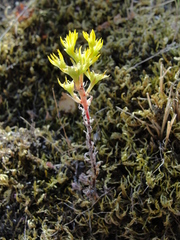Sedum radiatum radiatum