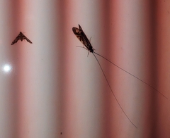 Macrostemum zebratum