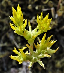 Sedum radiatum radiatum