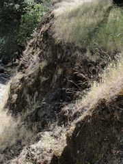 Sedum radiatum radiatum