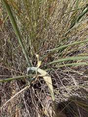 Albuca clanwilliamae-gloria