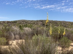 Albuca clanwilliamae-gloria