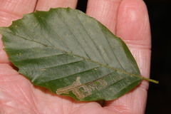 Stigmella hemargyrella