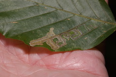 Stigmella hemargyrella