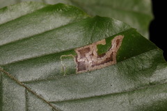 Stigmella hemargyrella