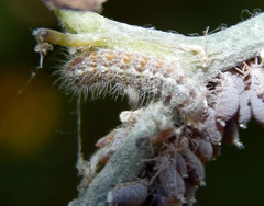 Feniseca tarquinius