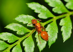 Notoncus spinisquamis