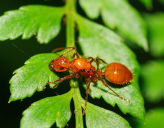 Notoncus spinisquamis