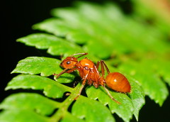 Notoncus spinisquamis