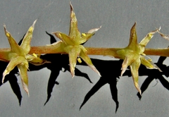 Sedum radiatum radiatum