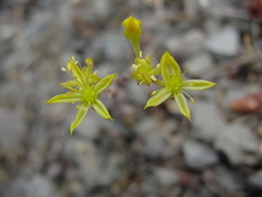 Sedum radiatum radiatum