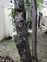Thespesia grandiflora