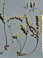 Sedum radiatum radiatum