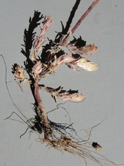 Sedum radiatum radiatum