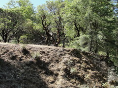 Sedum radiatum radiatum
