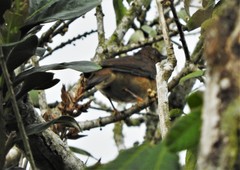 Turdus serranus