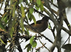 Turdus serranus