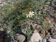 Acmispon grandiflorus grandiflorus
