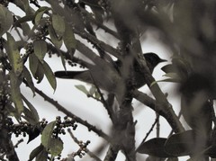 Turdus serranus