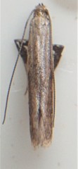 Caloptilia hypericella
