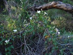 Calystegia macrostegia macrostegia