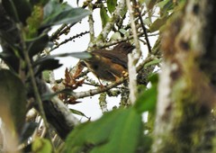 Turdus serranus