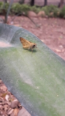 Hesperiini