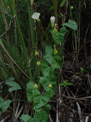 Calystegia macrostegia macrostegia