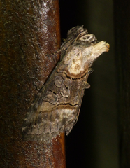 Abrostola asclepiadis