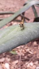 Hesperiini