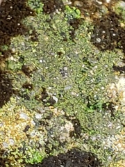 Bryophyta
