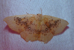 Cyclophora lennigiaria