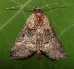 Abrostola asclepiadis