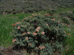 Eriogonum arborescens