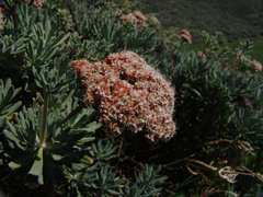 Eriogonum arborescens
