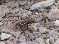 Cicindela sedecimpunctata