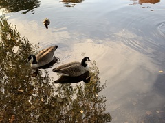 Branta canadensis