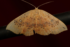 Cyclophora lennigiaria