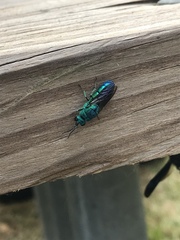 Chrysis smaragdula