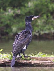 Phalacrocorax carbo
