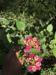 Lantana camara image