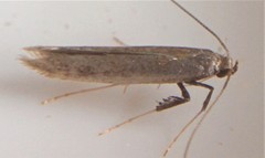 Caloptilia hypericella