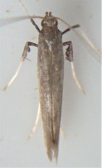Caloptilia hypericella