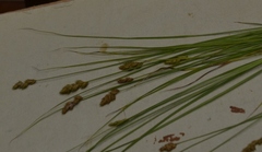 Carex crawfordii