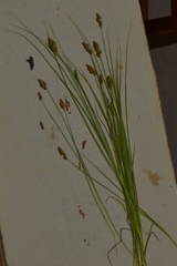 Carex crawfordii