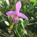 photo of Rose Pogonia (Pogonia ophioglossoides)