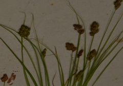 Carex crawfordii